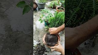 Propagating Pedilanthus Tithymaloides shorts pedilanthus plants [upl. by Ntsyrk700]