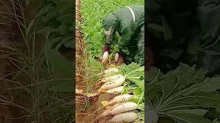 Radish extraction process from the field [upl. by Eltsyrk]