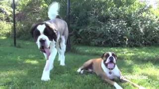 Ours le SaintBernard et son ami le Boxer [upl. by Cann]