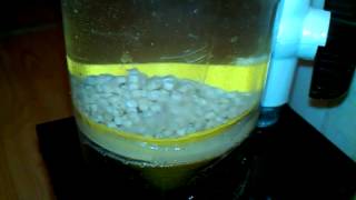 diy fluidized bed reactor test ecoBAK bio pellets skimmer filter thing [upl. by Whiffen664]