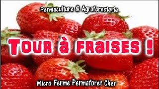 🍓 LA TOUR DE FRAISES AU JARDIN POTAGER EN PERMACULTURE  Planter amp Cultiver ses fruits Bio [upl. by Irafat]