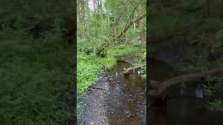 Delamere Forest Nature lovers foryou forestsounds forest uk naturephotography shorts [upl. by Dhumma276]