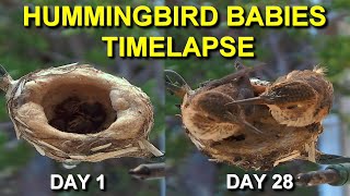 Allens Hummingbird Babies from Hatching to Fledging the Nest [upl. by Attenauq]