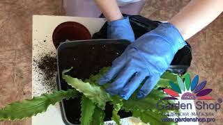 How to plant bird nest fern indoor plant in new pot Asplenium nidus [upl. by Nnyliram]