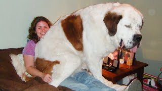 Big Dog Thinks Hes a Lap Dog 🤣 Funny Dog and Human [upl. by Ahset]