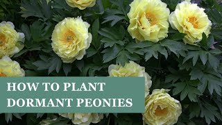 Gorgeous spring blooms how to plant herbaceous and intersectional peonies with Doug Ruhren [upl. by Helsie]