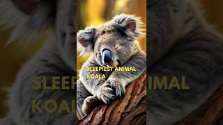 koalas🐨 facts  koala koalabears sleepy animals animalfacts [upl. by Imuyam490]