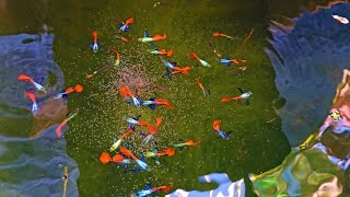 Massive And Colorful Guppies in This Mini Natural Outdoor Setup Farm [upl. by Cyrillus]