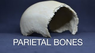 PARIETAL BONES [upl. by Haleemaj]