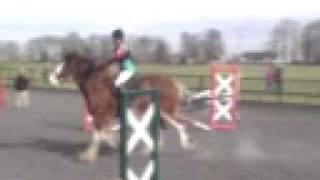 Clydesdale Jumping [upl. by Anaer]