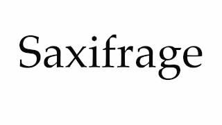 How to Pronounce Saxifrage [upl. by Marva]