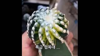 디스코 선인장 중의 고급종 Discocactus horstii Buining amp Brederoo [upl. by Ailiec734]