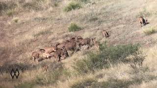 Aoudad Rut  Cracking Skulls [upl. by Inavoig]