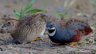 Ternak Burung Puyuh batu birds puyuh puyuhbatu [upl. by Shippee]