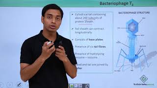 Class 11th – Virus  Bacteriophage T2  Biological Classification  Tutorials Point [upl. by Trevar]