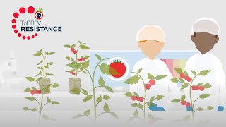 Does rootstock choice affect ToBRFV resistance [upl. by Ronny40]