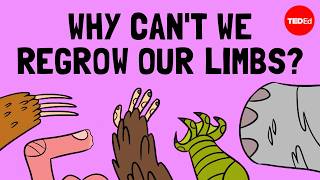 How do animals regrow their limbs And why cant humans do it  Jessica Whited [upl. by Gert658]