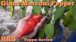 Giant Marconi Pepper  Capsicum annuum  pod review 2017 [upl. by Oidgime999]