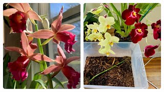 Phaius Orchid StemPropagation Experiment [upl. by Inness]