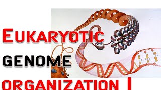 Eukaryotic genome organization 1  chromosome nucleosome [upl. by Aikrehs349]