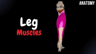 Muscles of the Leg Division Origin Insertion Functions [upl. by Sillyrama]