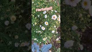 herbstlicher Blütenzauber im Garten 🌾🍃 blumen herbstanfang shorts relax nature video [upl. by Hselin]