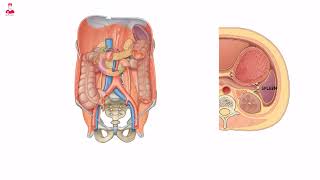 Spleen anatomy and physiology [upl. by Atnaloj]