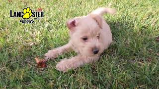 Westiepoo Puppies [upl. by Dahle]