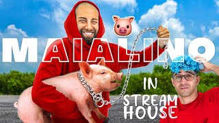 REACTION di TEKNOYD e STREAM HOUSE 20 al CUCCIOLO di MAIALINO che ho COMPRATO [upl. by Nalid966]