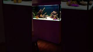 400 Liter Geophagus Aquarium aquarium fish geophagus fishtank aquascape erdfresser [upl. by Fitton889]