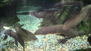 オーストラリアハイギョ（上野動物園）：Australian lungfish Ueno Zoo [upl. by Mccallion205]