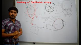 Anatomy of Ophthalmic artery  Contents of orbit  2 Simplified amp made easy for beginners [upl. by Chlori47]