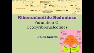 Ribonucleotide Reductase amp Synthesis of Deoxyribonucleotides [upl. by Dlonyer]