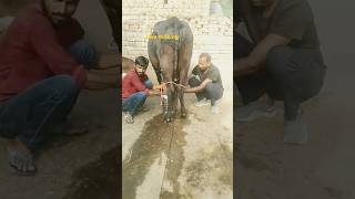 Live milkingforsalcow jarsi cow sahiwal girlando gircrosscowmilking hf dairyfarming cow [upl. by Hance]