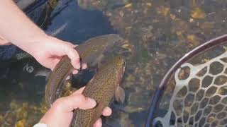 Chris Carlin Bamboo fly rod with a Danielsson Dry Fly reel equals an amazing day with soft hackles [upl. by Junina]