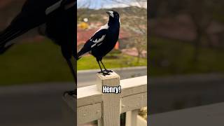 Meet Henry Magpie Sounds Song and Bird Strut bird tricks magpie [upl. by Miranda]