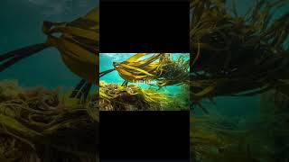 Laminariabrown seaweednative Japanfoodweight loss high blood pressure preventing cancer [upl. by Alduino]