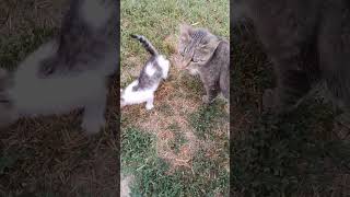 kitten diary youtubeshorts kitten cat cute love family youtube shorts shortsvideo [upl. by Hultin]