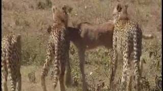 Serengeti National Park Tanzania  Part 2 [upl. by Aneehsram]