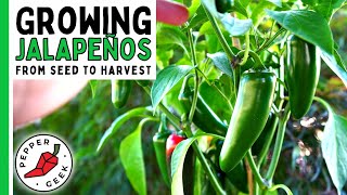 How To Grow Jalapeño Peppers For Beginners From Seed To Harvest  Pepper Geek [upl. by Kinnard351]