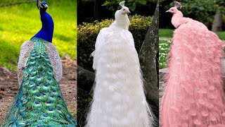 5 PAVO REALES MAS HERMOSOS del Mundo 🌍🦃 7 Colores de pavos mas bonitos que poca gente conoce [upl. by Laefar832]