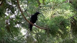 Jungle Crow Cawing in a Japanese Cedar Tree ハシブトガラスが鎮守の森で鳴く♪（野鳥） [upl. by Sieracki344]