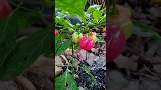 Cherrybomb Hot Tomato Chili plant Capsicum annuum [upl. by Nirahs]