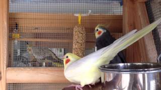 Female cockatiel showing sexual mating signs [upl. by Isis]