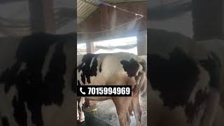 गाय भैसो को गर्मी से बचाने का तरीका  FOGGER SYSTEM SHORT [upl. by Rednasxela937]