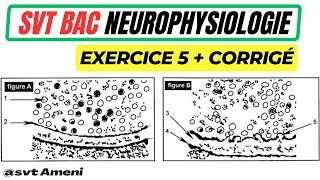 SVT Bac Neurophysiologie Synapses neuroneuroniques  Exercice 5  Corrigé [upl. by Airym]