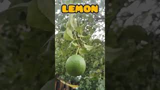 Citrus plant 🍋🌱 Asthacitrus plants horticulture agriculture fruit shorts shortsfeed vlog [upl. by Alwin]