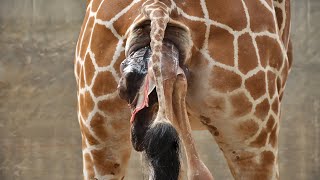 Mother Giraffe Giving Birth In The Zoo [upl. by Clawson]