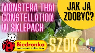 SZOK Tajka w Biedronce Kolekcjonerska monstera Thai Constellation Jak ją zdobyć i jak o nią dbać [upl. by Williamson]