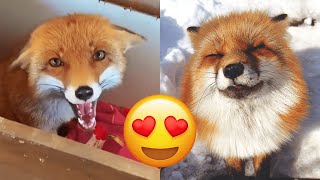 Fox — Hilarious And Cute Videos And Tik Toks Compilation [upl. by Aihsot]